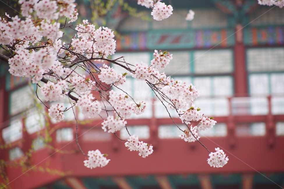 봄,봄사진,벚꽃,풍경,여행,풍경사진,여행사진,벚꽃사진,한옥,한옥사진,바탕,배경,관광,관광사진,계절,봄,계절,spring,season,식물,자연,plants,nature,꽃,flower,plant,blossom