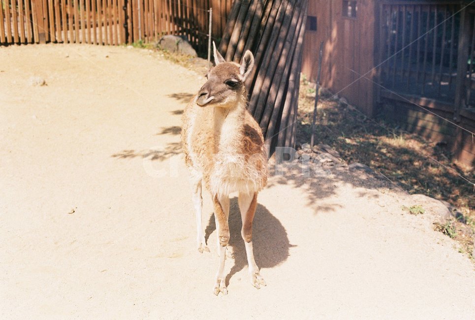 동물,동물원,필름사진,film,라마,동물,animal,포유류,mammal