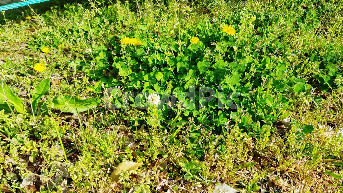 잡초,풀꽃,풀,길가,꽃,식물,자연,plants,nature