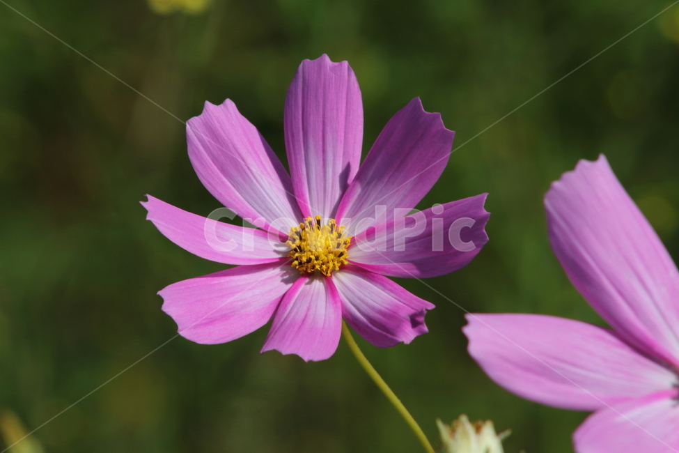 코스모스,식물,꽃,가을꽃,cosmos,가을,계절,fall,autumn,season,식물,자연,plants,nature,꽃,flower,plant