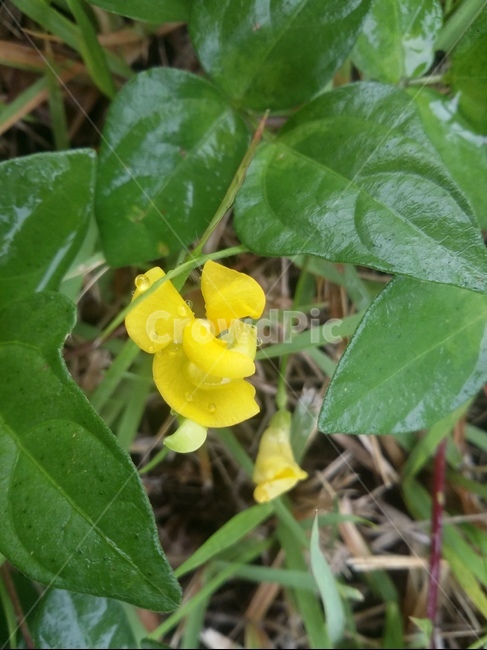 꽃,식물,flower,plant,자연,식물,자연,plants,nature