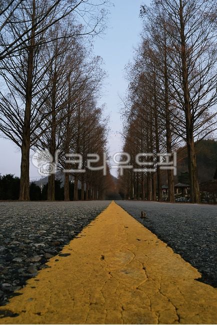 trail,Drive course,sand ash,road name,tree,metasequoia