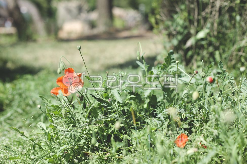 blossom,poppy,nature,plant,wild flowers,flower,wild grass