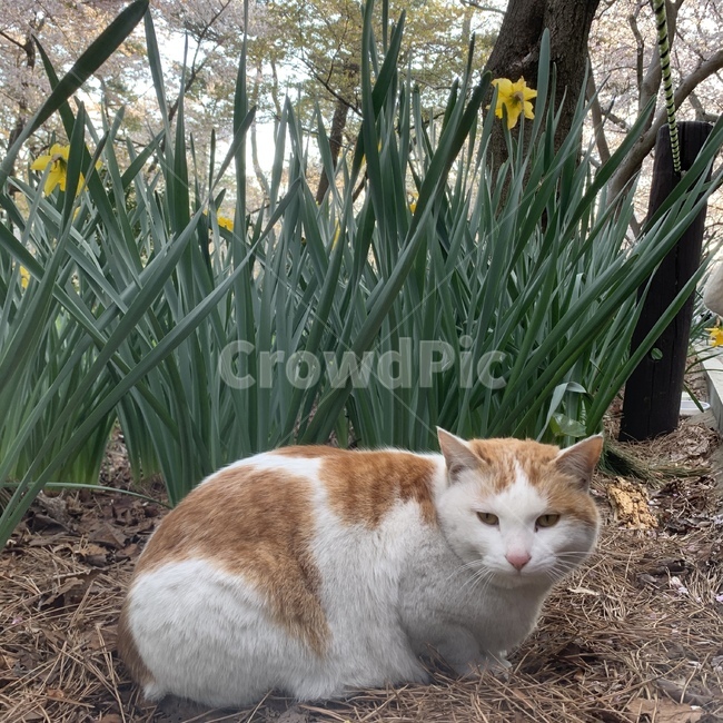 길고양이,노란꽃,누렁이,동물,귀여운