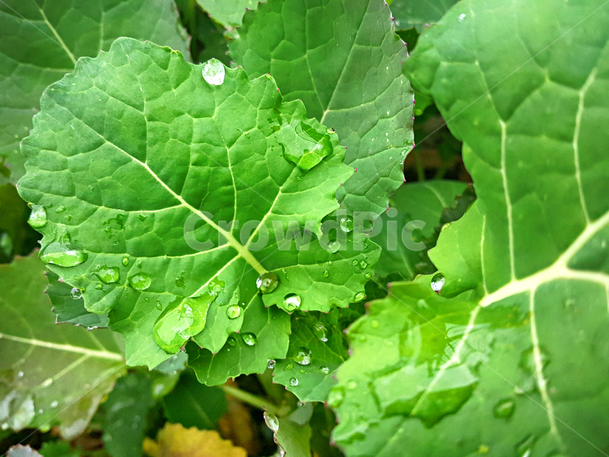 빗방울,잎,plant,식물,leaf