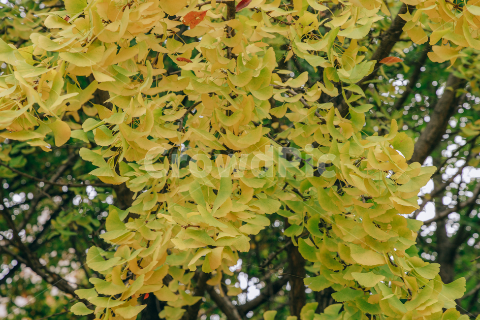 노랑,단풍,은행,나무,가을,가을,계절,fall,autumn,season,식물,자연,plants,nature,plant,leaf,잎,tree