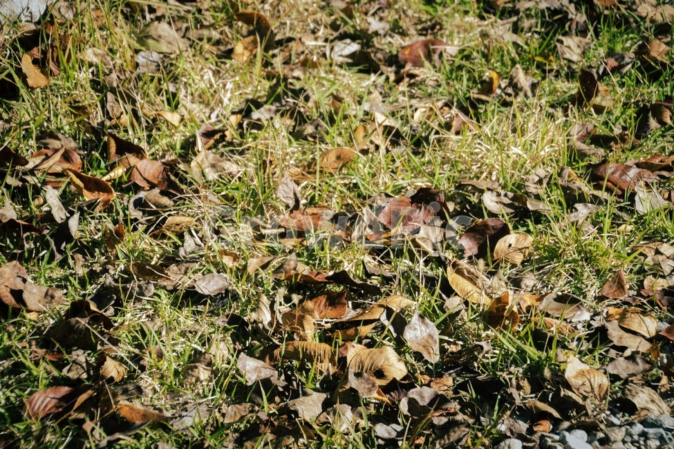 ground,바닥,낙엽,잔디,가을,푸름,가을바닥,가을,계절,fall,autumn,season