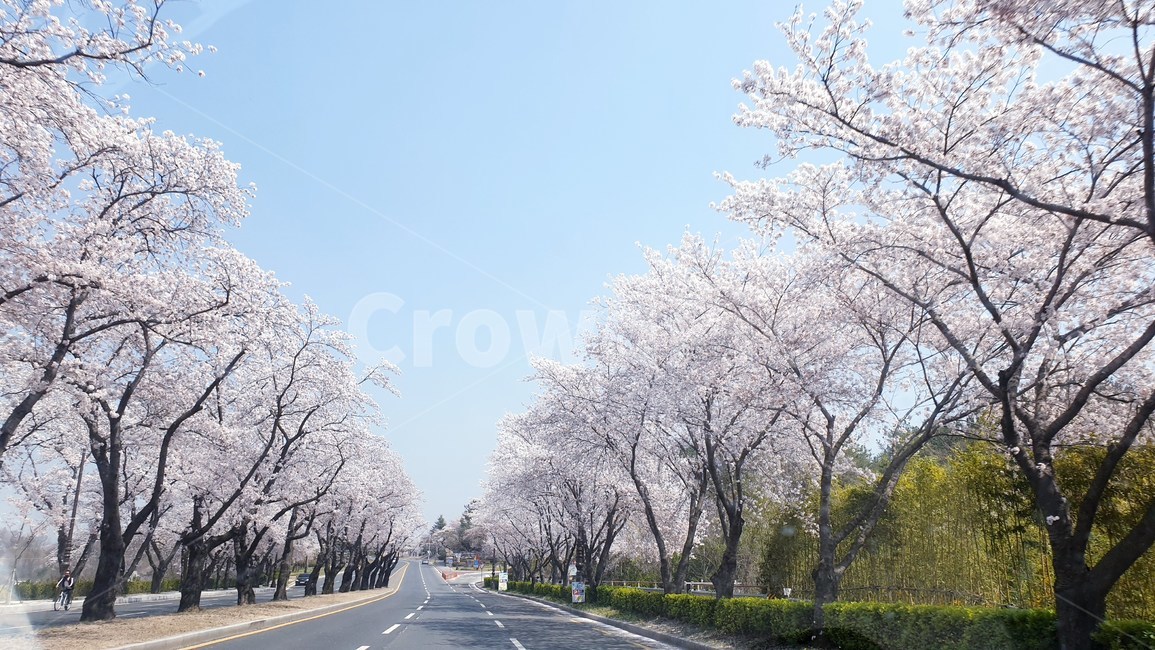경주,벚꽃,봄,도로,cherryblossoms