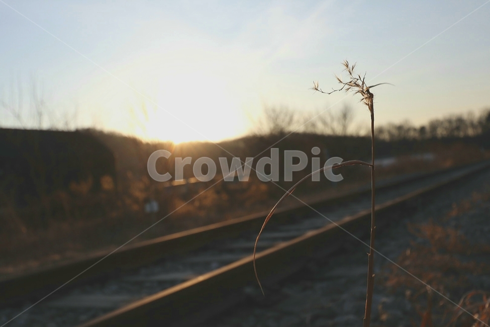 풀,기찻길,노을,해질녘,일몰,감성,겨울풀잎,식물,자연,plants,nature