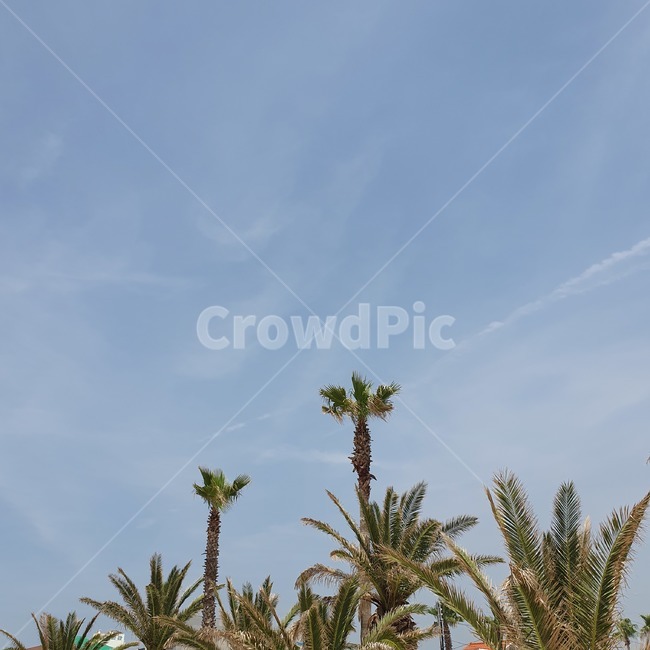 sky,Hyeopjae Beach,Jeju Island Palm Tree,Jeju sky,palm tree,palmtree,hyubjae,Jeju Island Sky,Jeju Island palm trees,hyubjaebeach