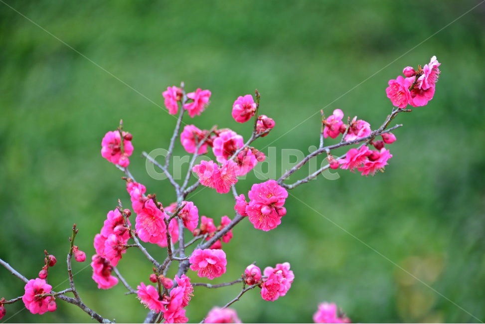 plant,식물,blossom,flower,꽃,홍매화,매화,매실,봄,봄꽃,계절,식물,자연,plants,nature,꽃,flower