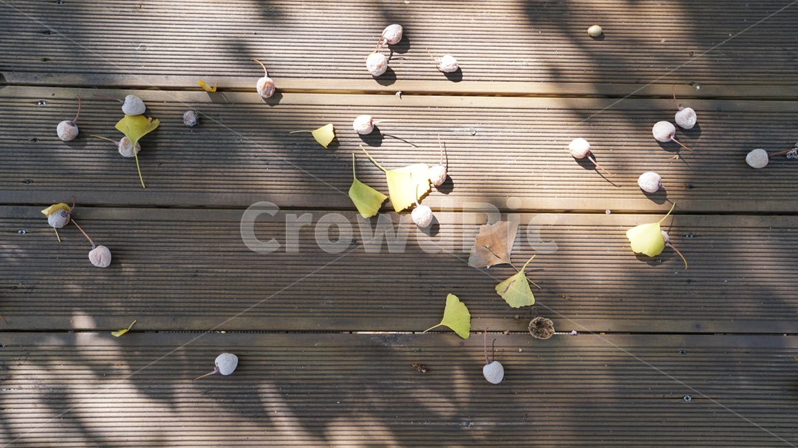 가을,식탁,은행,단풍,여행,노란,냄세,자연,가을,계절,fall,autumn,season,bird feeder,조류 피더