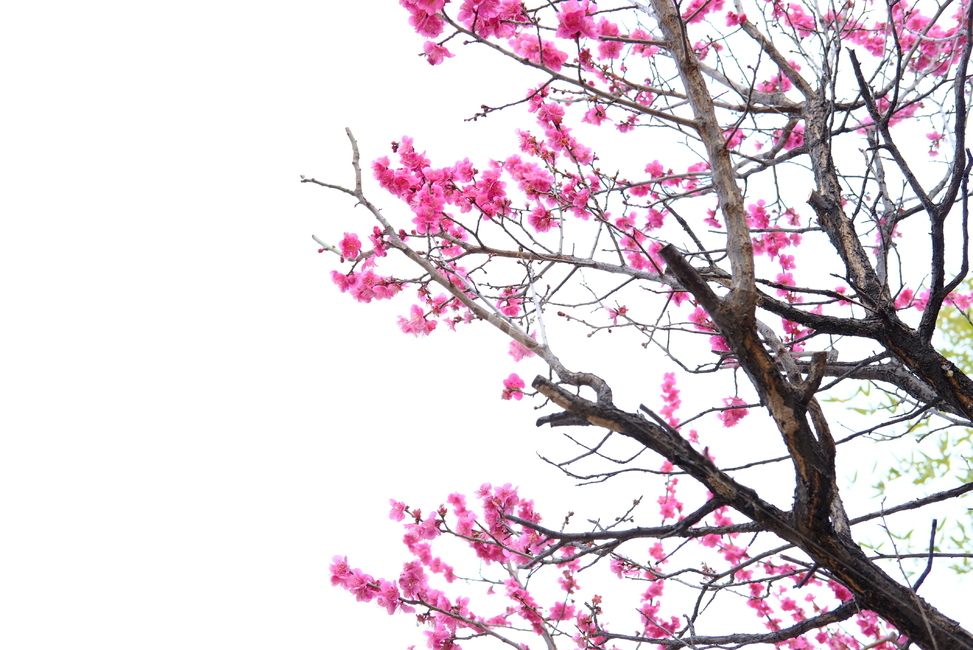 봄,봄꽃,꽃,매화,나들이,배경,배경화면,flower,flowers,spring,봄,계절,spring,season,plant,식물,blossom