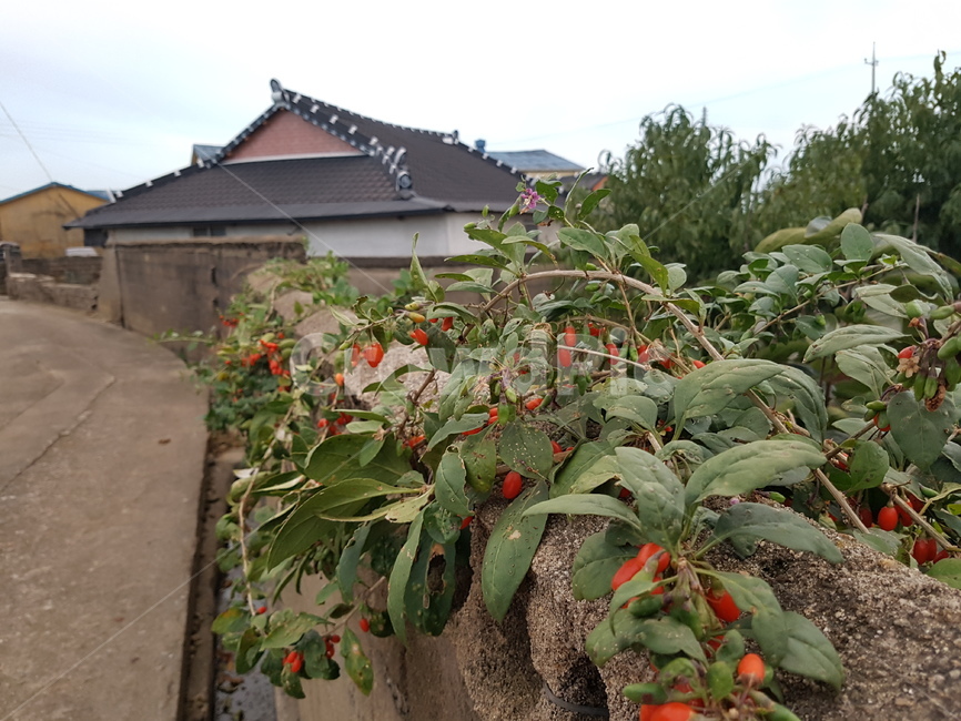 한옥,열매,담벼락,기와,기와지붕,시골,식물,자연,plants,nature