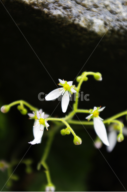 바위취,꽃,식물,flower,plant,식물,자연,plants,nature,꽃,flower