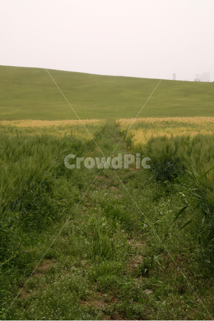 길,보리밭,식물,plants,nature,풍경,자연,풍경,nature,landscape,plant,grass,잔디,field,들,grassland,목초지,outdoors,옥외