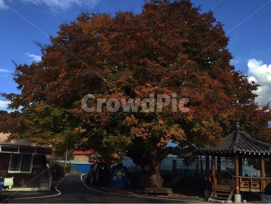 나무,식물,tree,가을,plant,역사,asphalt,아스팔트,가을,계절,fall,autumn,season,식물,자연,plants,nature,나무,trees,wood