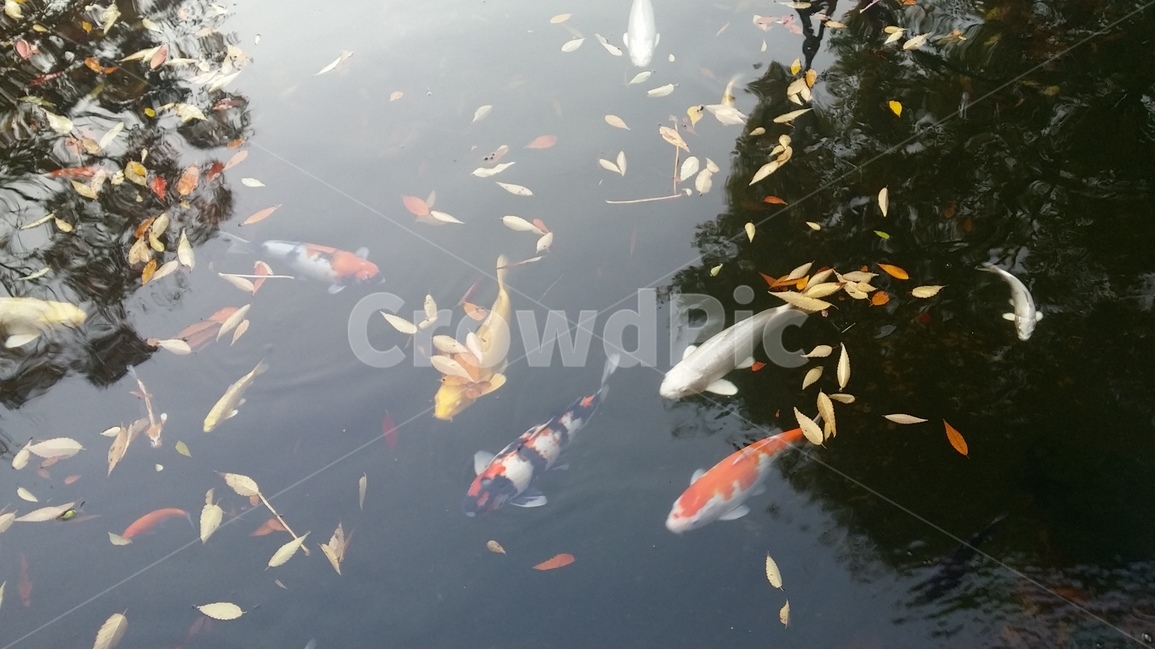 연못,잉어,붕어,관상어,낙엽,가을,pond,carp,fish,동물,animal,어류,물고기,fish