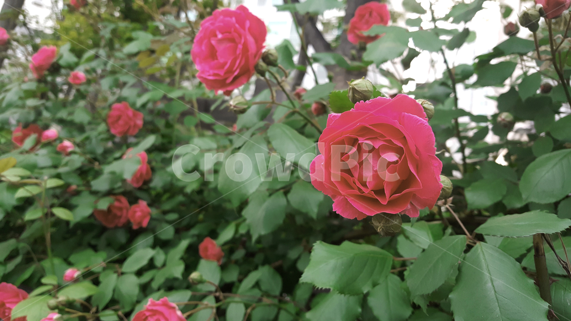 장미꽃,클로즈업,꽃송이,아름다움,외로운,화려한,여름,낮,덤불,봉오리,숲,roseflower,closeup,zinnia,lonely,colorful,summer,daytime,bush,bud,forest,식물,자연,plants,nature,꽃,flower