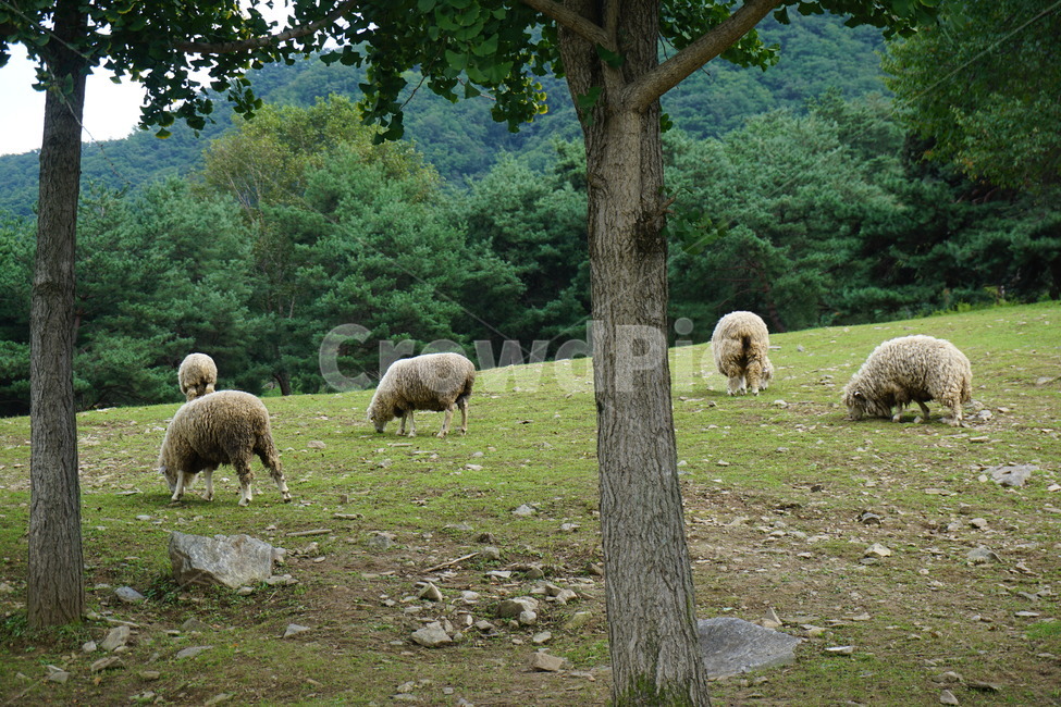 자연,양,양때,동물,방목,sheep,animal,동물,animal,포유류,mammal