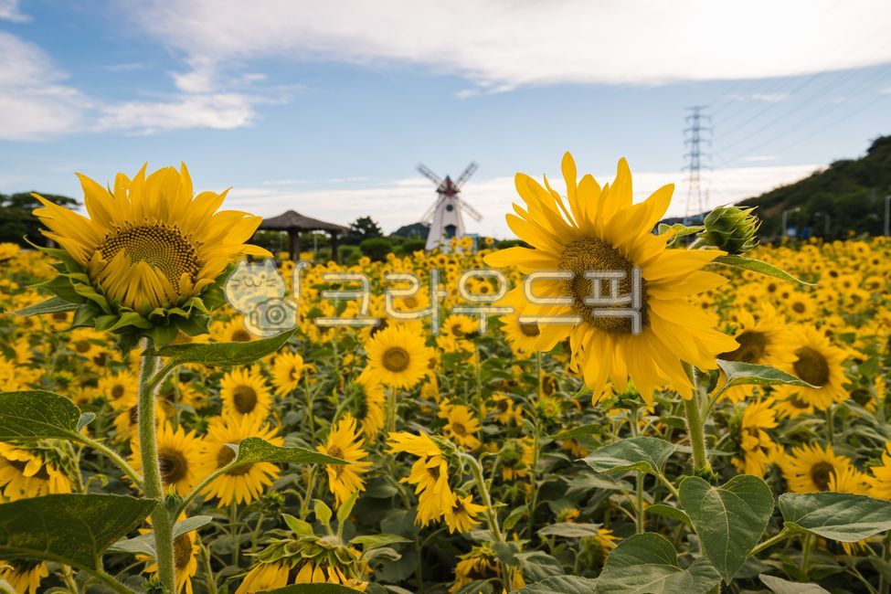 해바라기,해바라기꽃,해바라기꽃밭,해바라기밭,해라바리풍경,plant,식물,flower,꽃,sunflower,식물,자연,plants,nature,꽃,flower
