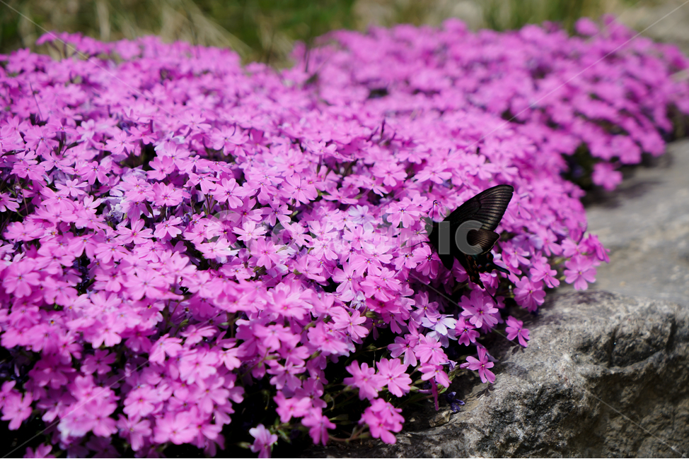 나비,바위,꽃,분홍,자연,야외,동물,곤충,무늬,검은색,squirrel,rock,stone,flower,pink,nature,outdoor,animal,pattern,예쁜,아름다운,봄,여름,pretty,beautiful,spring,summer,동물,animal,곤충,벌레,insect,bug