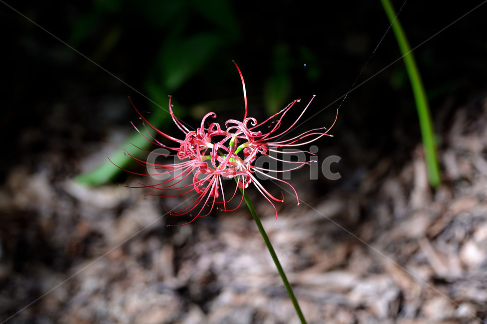 꽃무릇,꽃,식물,플라워,자연,식물,자연,plants,nature,꽃,flower