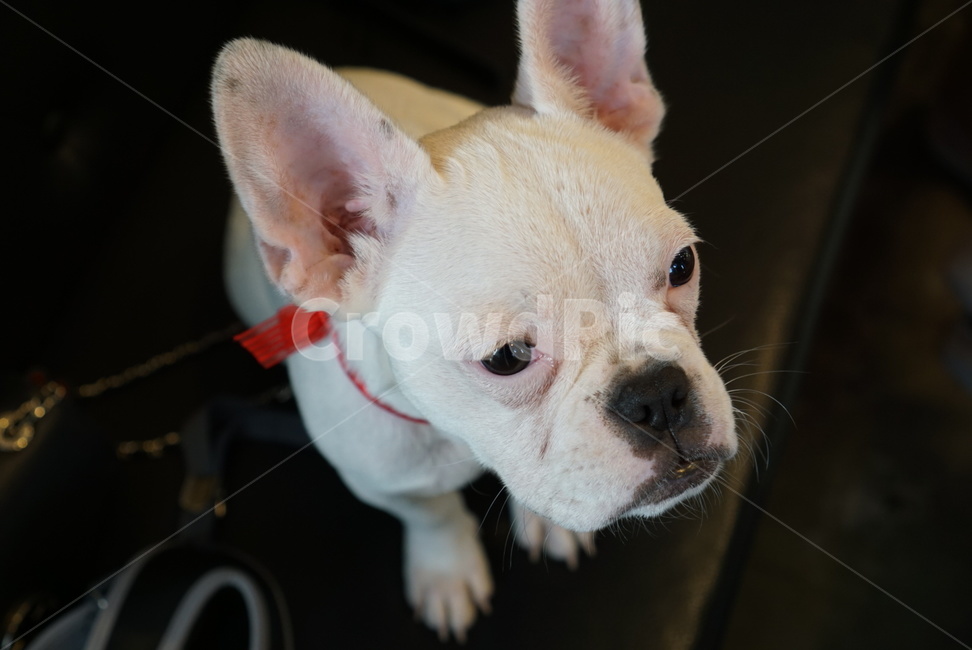 댕댕이,프렌치불독,불독맘,사랑둥이,강아지,동물,pet,animal,동물,animal,포유류,mammal,개,강아지,dog,doggy