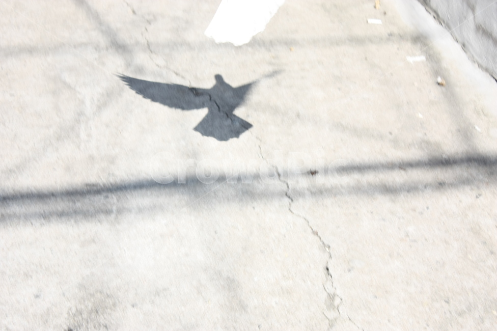 그림자,비둘기,날아가는,근접,순간적인,동물,animal,조류,새,birds,실루엣,그림자,silhouette,shadow