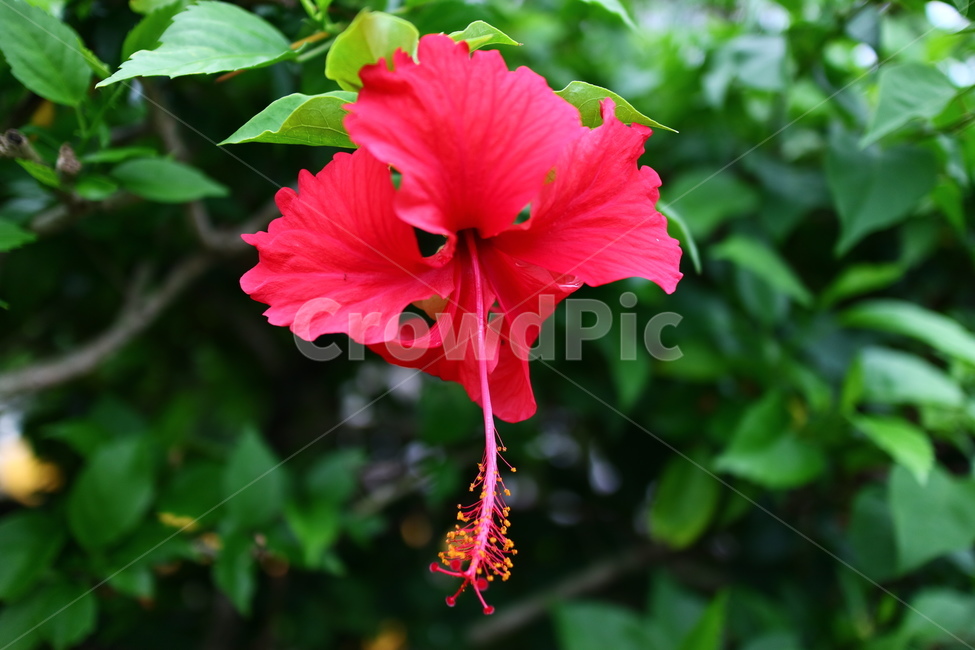 식물,꽃,촉수,빨간꽃,열대,plant,식물,자연,plants,nature,꽃,flower