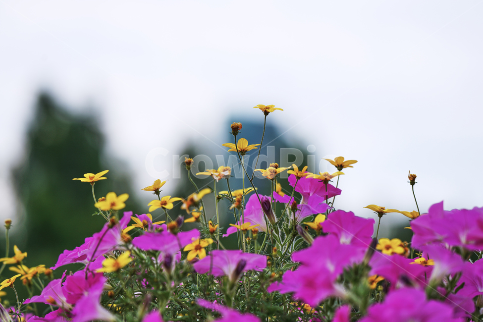 노랑,분홍,꽃,자연,야외,공원,식물,자연,plants,nature,꽃,flower