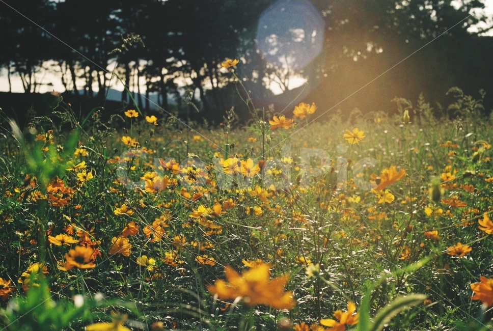 꽃,식물,빛,역광,플레어,자연,계절,풍경,flower,plant,nature,season,landscape,filmphotography,감성,식물,자연,plants,nature,꽃,flower,감성,sensible,feeling