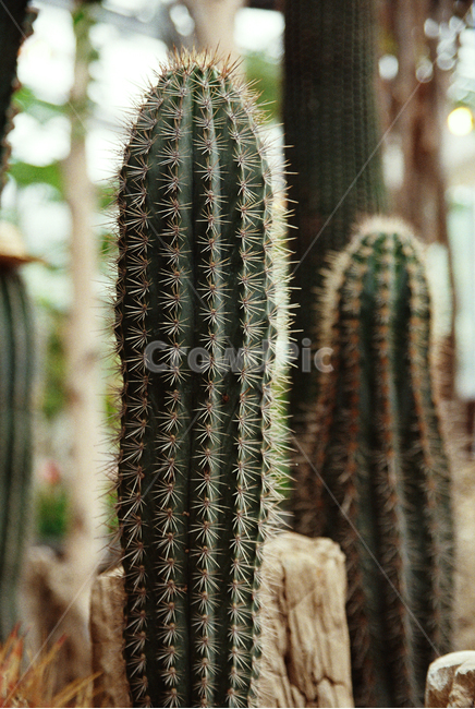 선인장,식물,자연,초록,식물원,cactus
