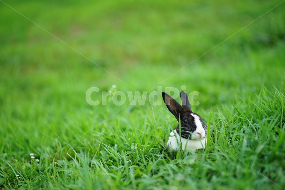 토끼,공원,초원,rabbit,park,동물,풀,초록,동물,animal,포유류,mammal