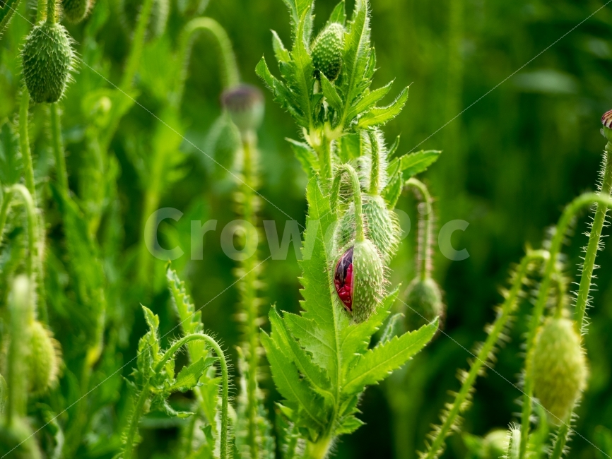 꽃봉오리,봉오리,꽃,flowerbud,flower,자연,식물,풍경,시작,꽃봉우리,녹색,초록색,붉은꽃,붉은색,식물,자연,plants,nature,꽃,flower