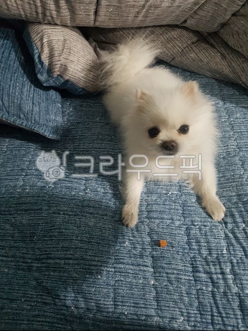 강아지,간식,훈련,기다림,포메라니안