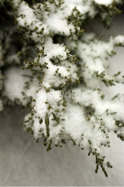 겨울,눈,나뭇가지,나무,식물,겨울,계절,winter,season