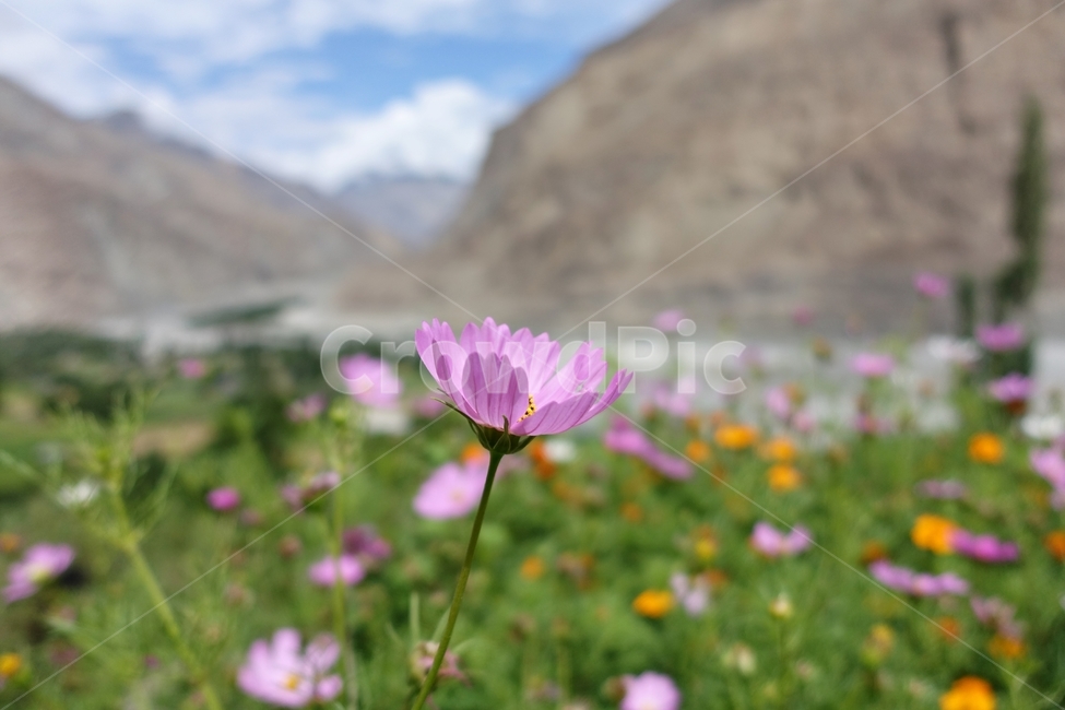 인도,라다크,뚜르뚝,꽃,접사,가을,계절,fall,autumn,season,식물,자연,plants,nature,꽃,flower,blossom,anemone,아네모네,plant,petal,꽃잎,geranium,제라늄