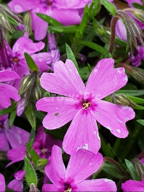 blossom,꽃,plant,식물,geranium,제라늄,flower,싱그러움,산책길