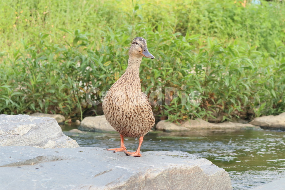 오리,조류,동물,duck,깃털