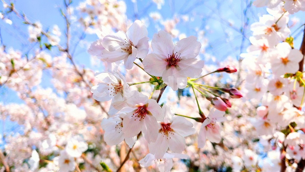plant,식물,벚꽃,cherryblossoms,flower