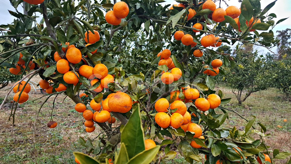귤,귤나무,감귤,자연,nature,옥외,outdoors,plant,식물,fruit,과일,food,음식,과일,열매,fruit