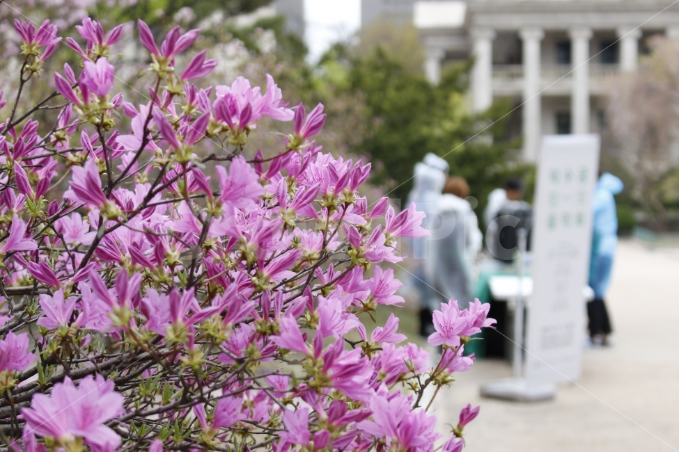 	flower,spring,봄,자연,꽃,식물,사람,행사,덕수궁,식물,자연,plants,nature,봄,계절,spring,season,꽃,flower,plant