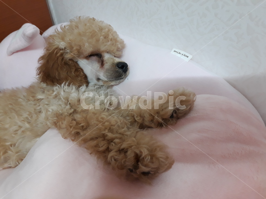 강아지,푸들,크림푸들,토이푸들,애완견,동물,animal,포유류,mammal,개,강아지,dog,doggy