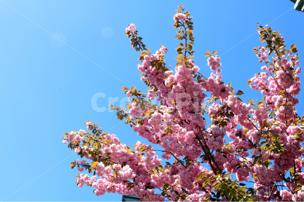 doublefloweringcherryblossoms,겹벚꽃,벚꽃,꽃,cherryblossoms,spring,flowers,sky,beautiful,청량한,맑은,하늘,봄,꽃나무,개화,봄,계절,spring,season,plant,식물