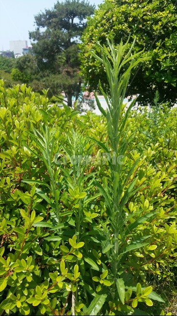 산책,공원,나무,푸른,초록,힐링