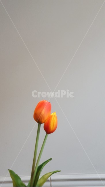튤립,식물,꽃,여백,plant