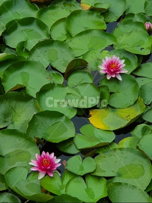 연꽃,연닢,호수공원,산책,물에떠있는꽃,식물,자연,plants,nature,꽃,flower