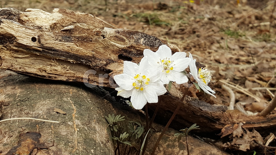 바람꽃,풍도,꽃,봄꽃,흰꽃,야생화,나무,식물,자연,plants,nature,꽃,flower