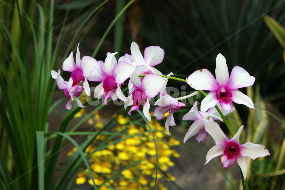 식물,꽃,plant,flower,blossom,식물,자연,plants,nature,꽃,flower